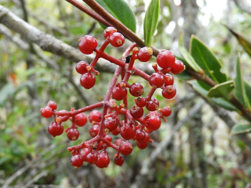 Guadalupe Wild Coffee