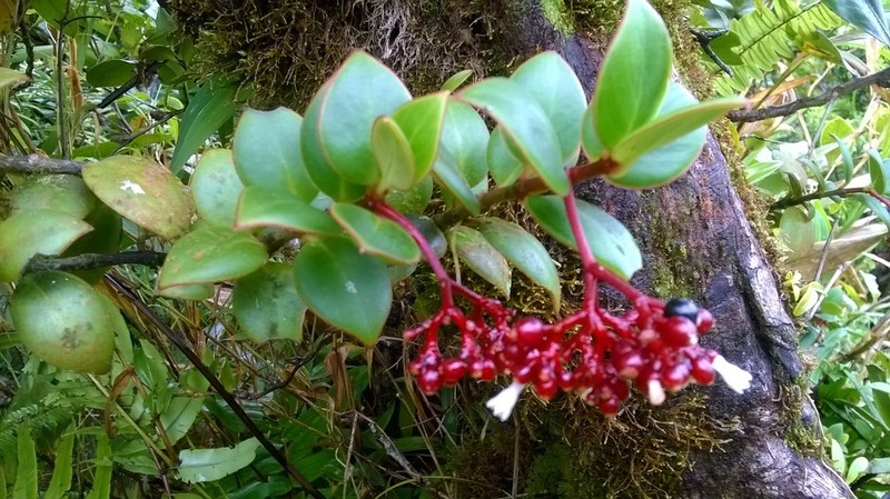 Guadalupe Wild Coffee photo 2