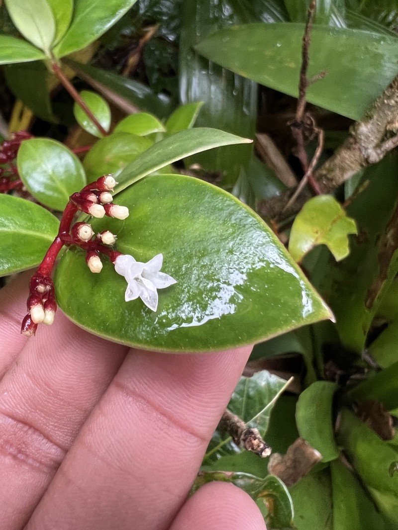 Guadalupe Wild Coffee photo 3