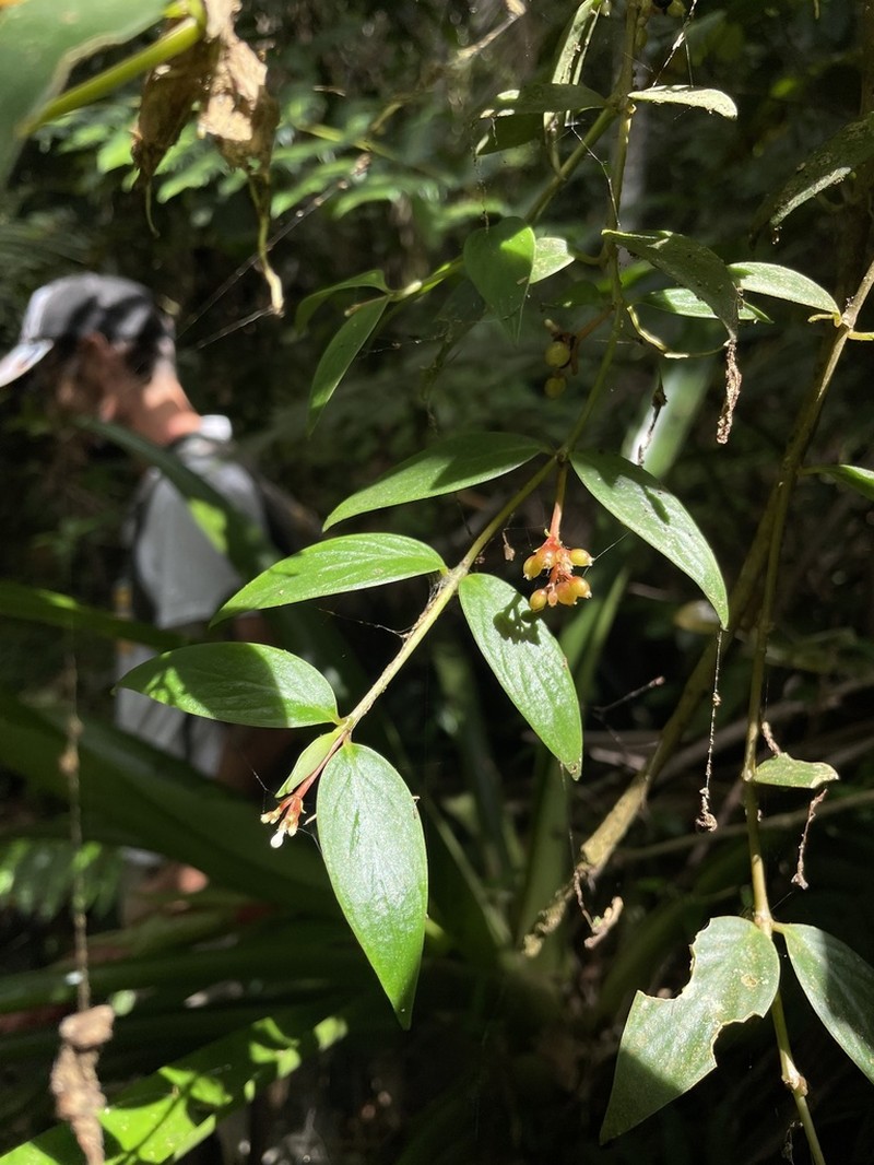 Guadalupe Wild Coffee photo 7