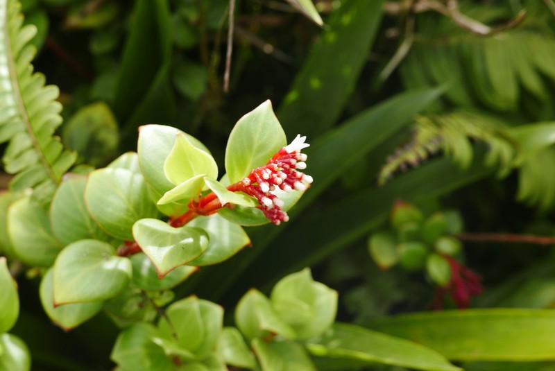 Guadalupe Wild Coffee photo 8