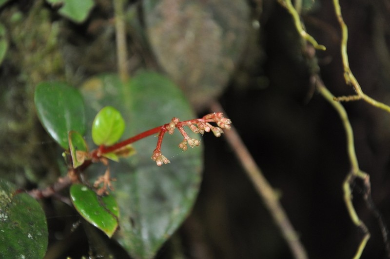 Notopleura sallydavidsoniae
