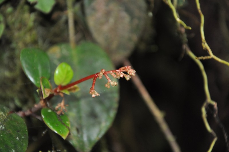 Notopleura sallydavidsoniae photo 5