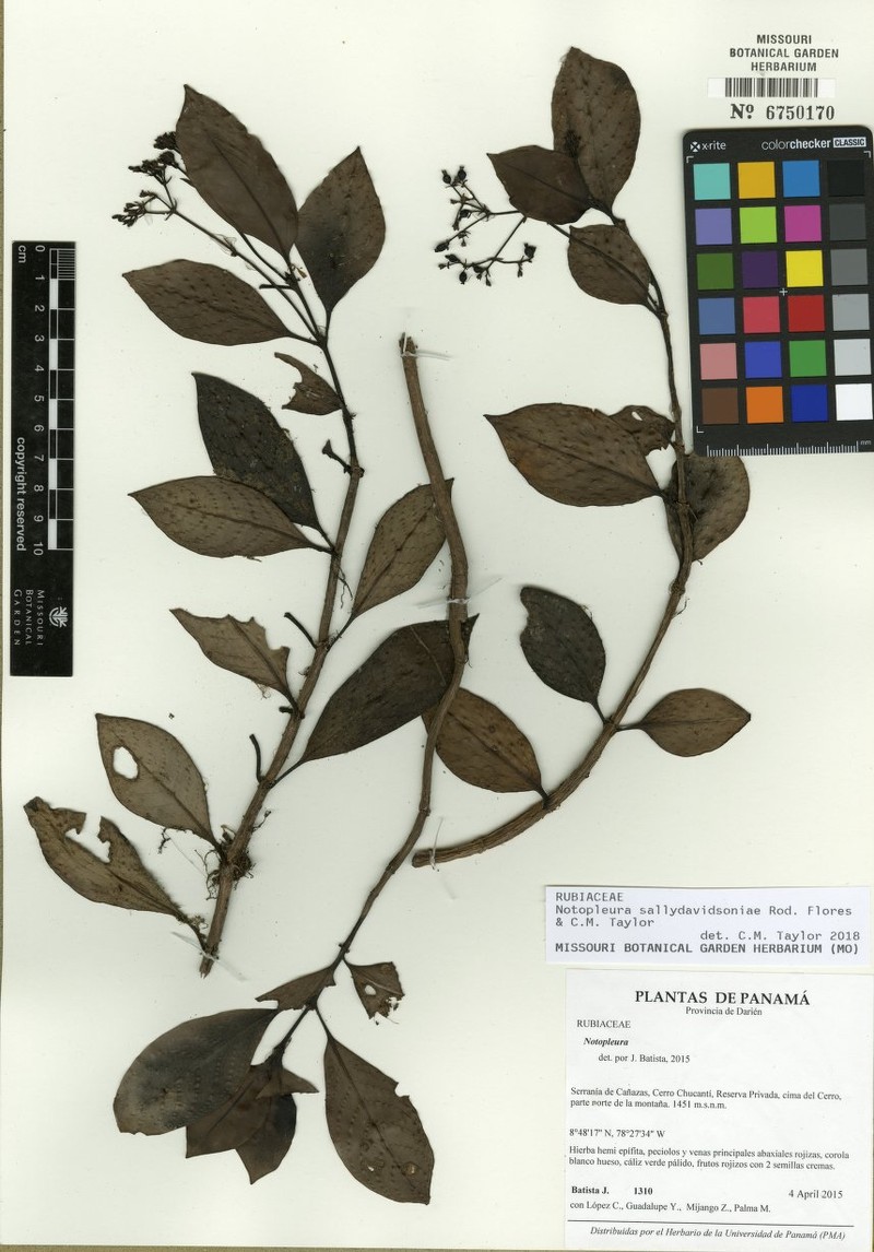 Notopleura sallydavidsoniae photo 6