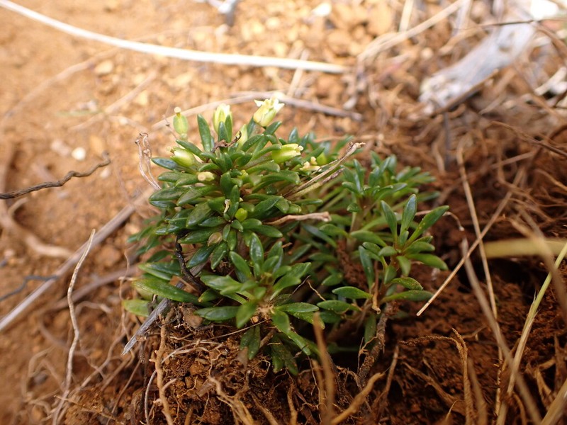 Notothlaspi viretum