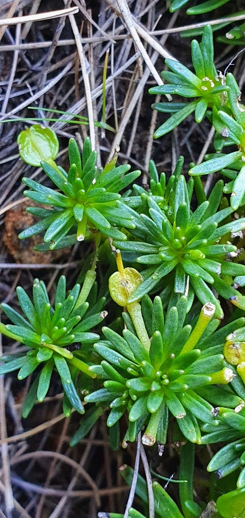 Notothlaspi viretum photo 2