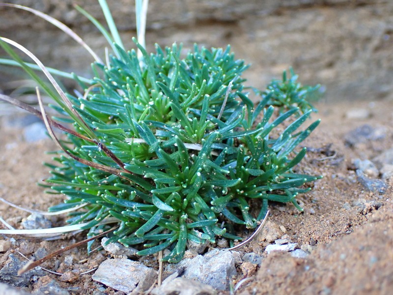 Notothlaspi viretum photo 3