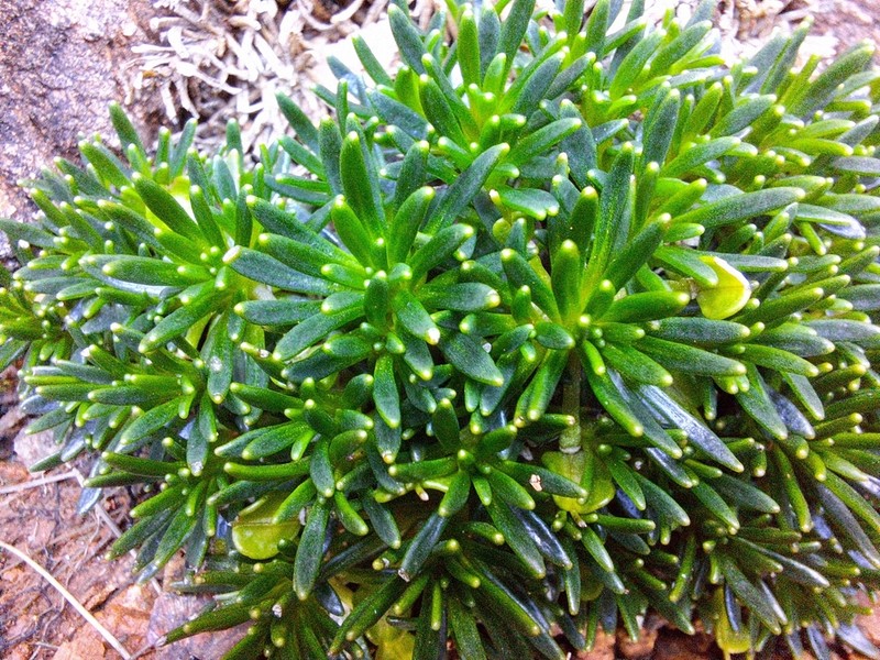 Notothlaspi viretum photo 4