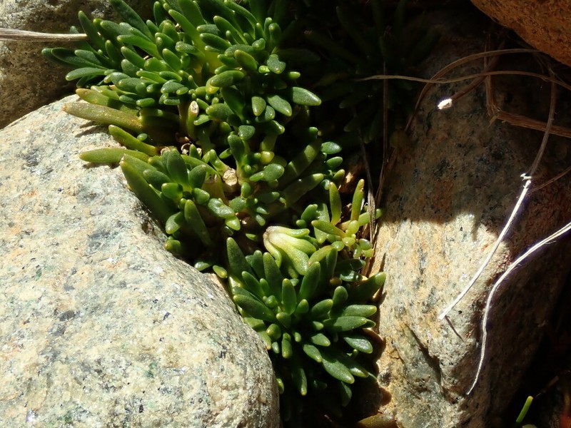 Notothlaspi viretum photo 5