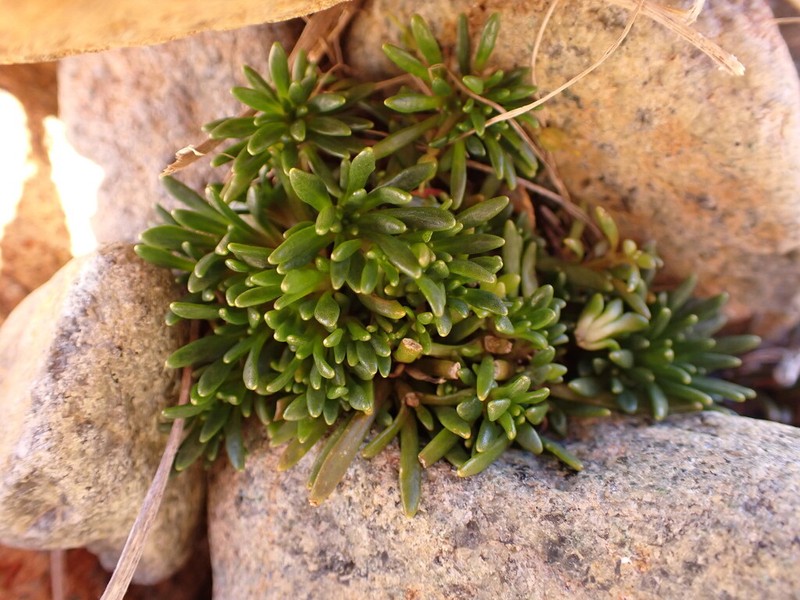 Notothlaspi viretum photo 6