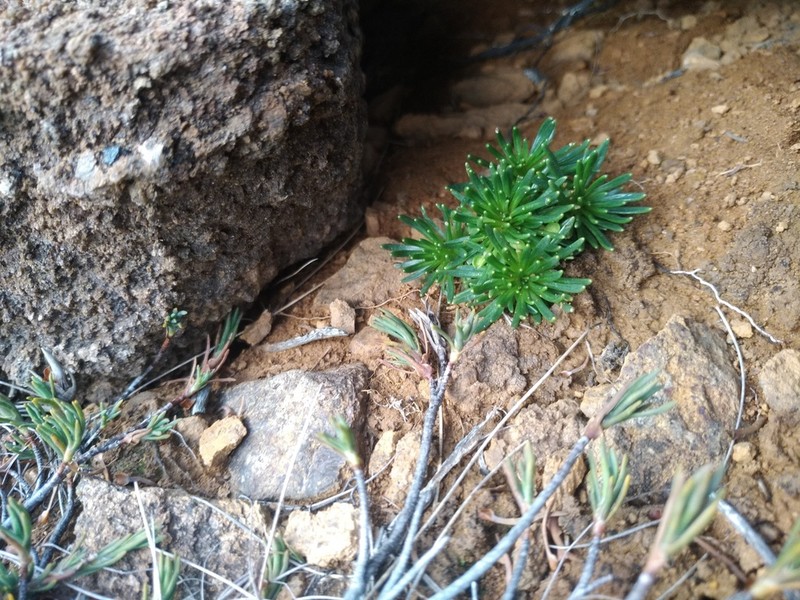 Notothlaspi viretum photo 7