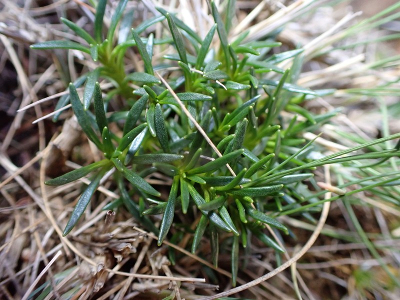 Notothlaspi viretum photo 8