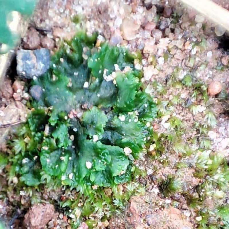 Breutel's Notothylas