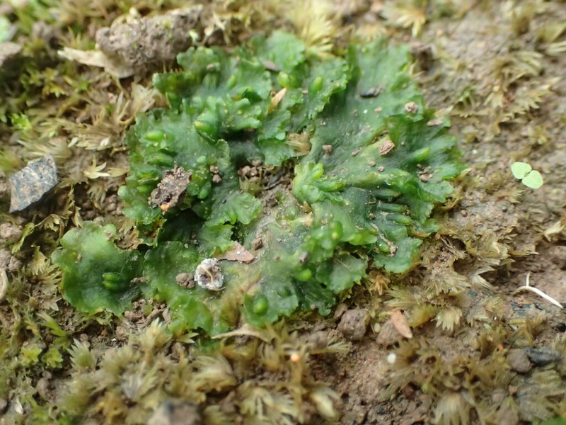 Breutel's Notothylas photo 3