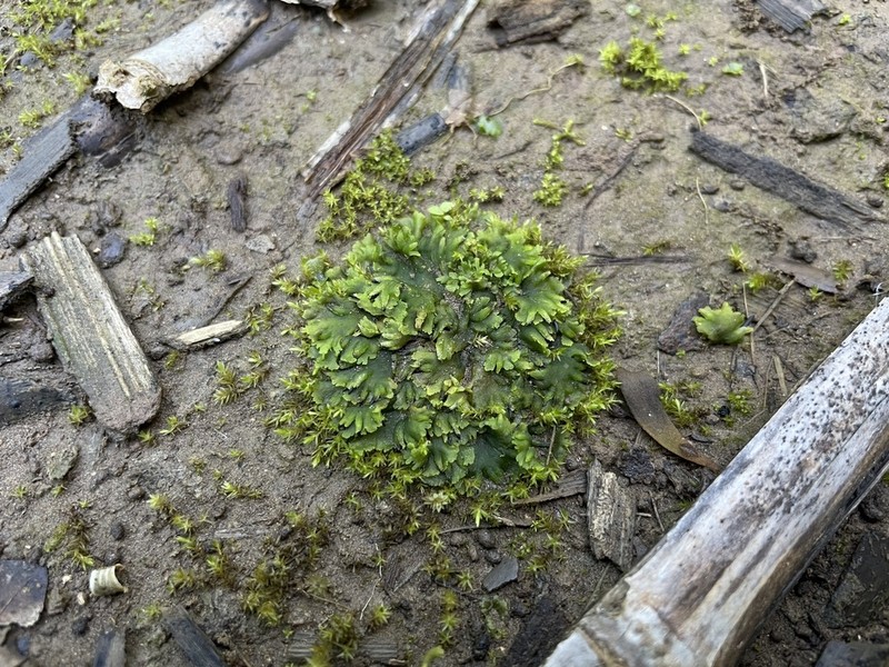 Breutel's Notothylas photo 4