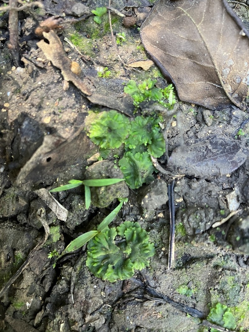 Breutel's Notothylas photo 5