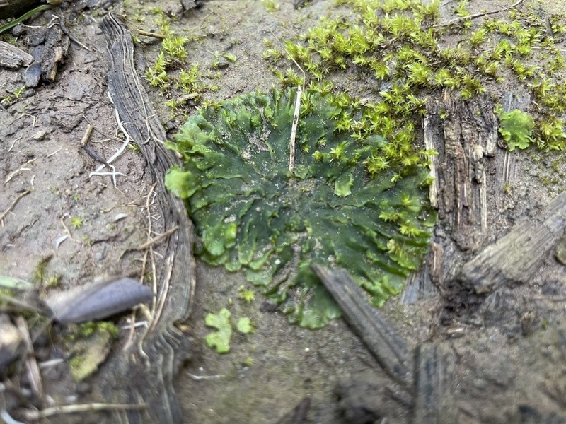 Breutel's Notothylas photo 6