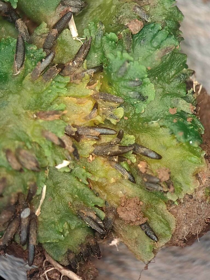 Breutel's Notothylas photo 7