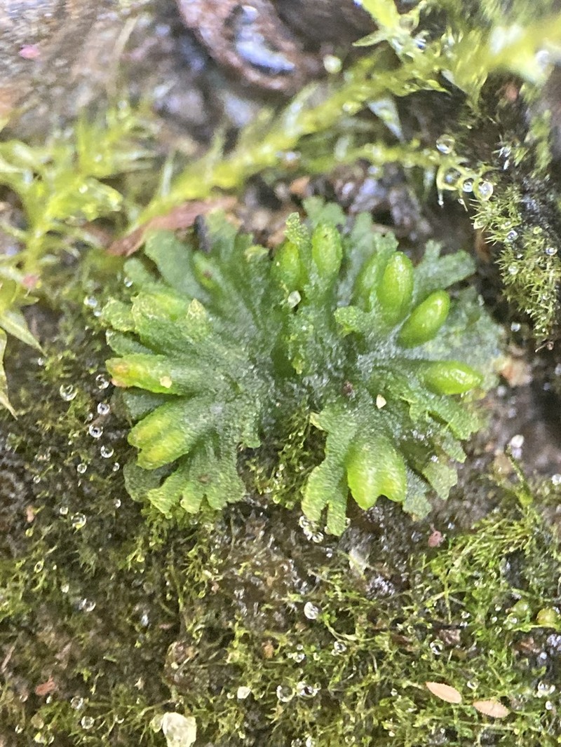 Round Notothylas