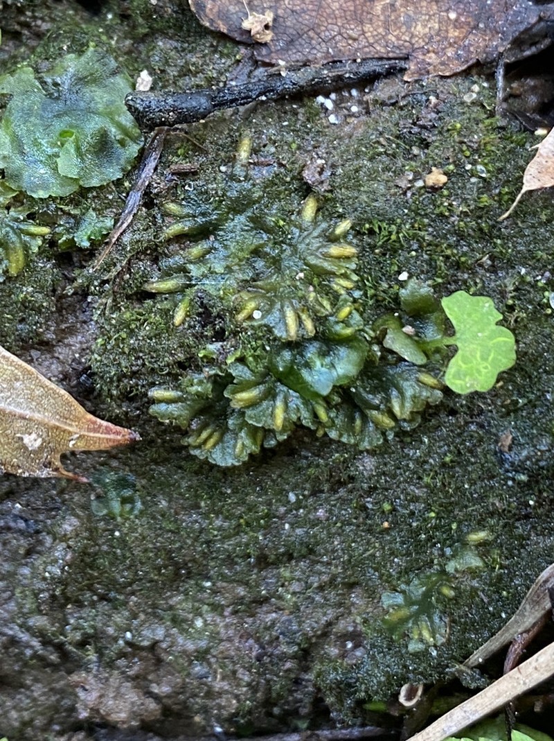 Round Notothylas photo 2
