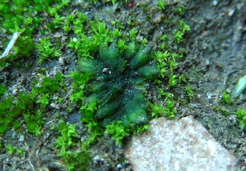 Round Notothylas photo 3
