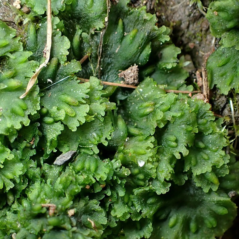 Round Notothylas photo 4