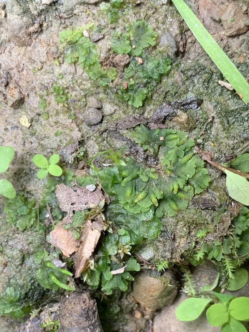 Round Notothylas photo 5