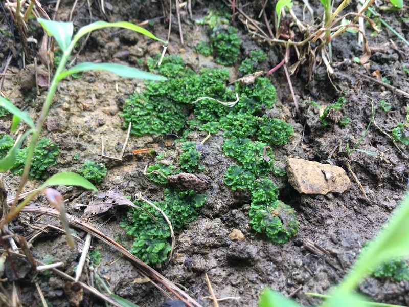 Round Notothylas photo 6