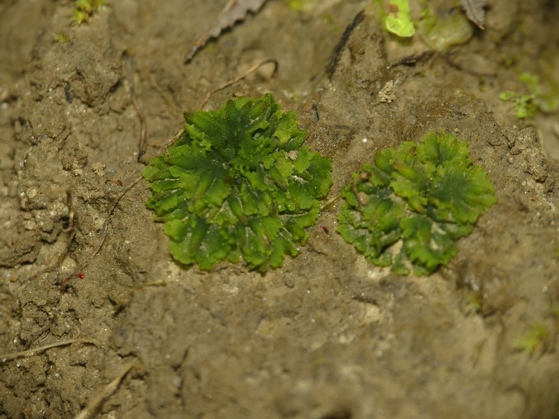 Round Notothylas photo 7