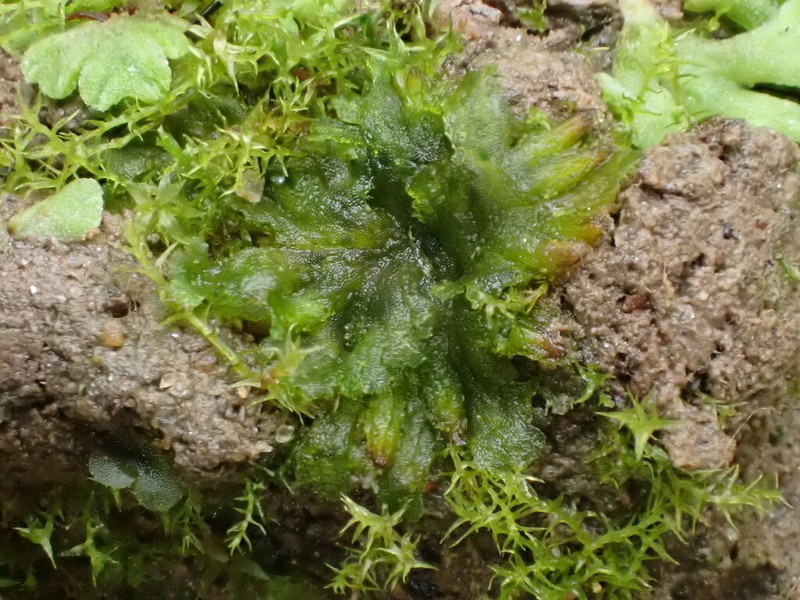 Round Notothylas photo 8