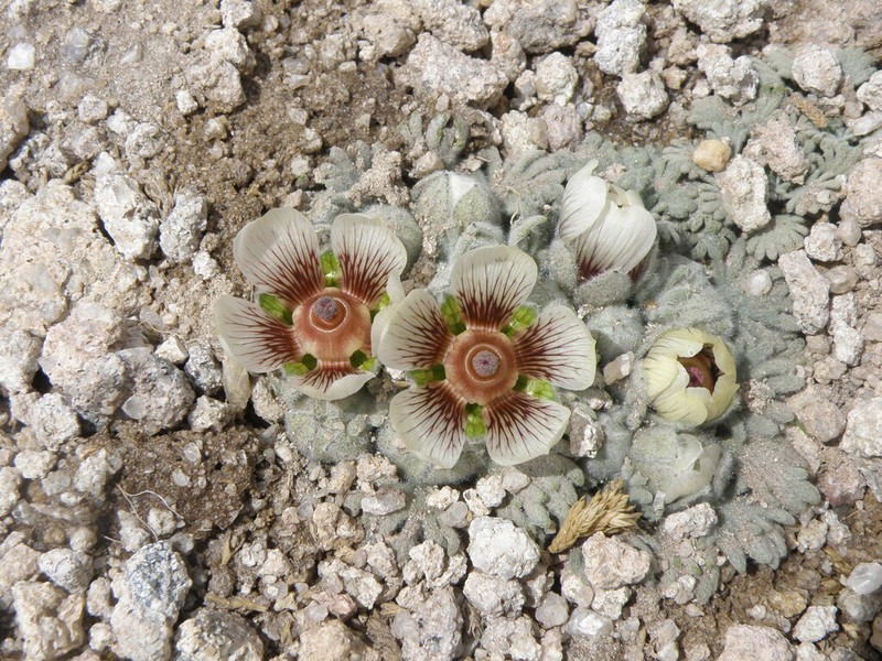 Nototriche carabayensis photo 2