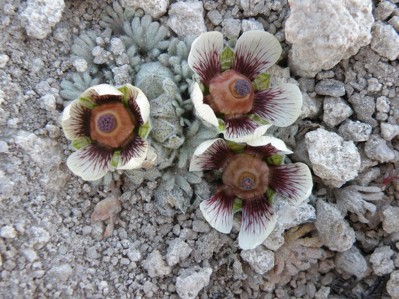 Nototriche carabayensis photo 3