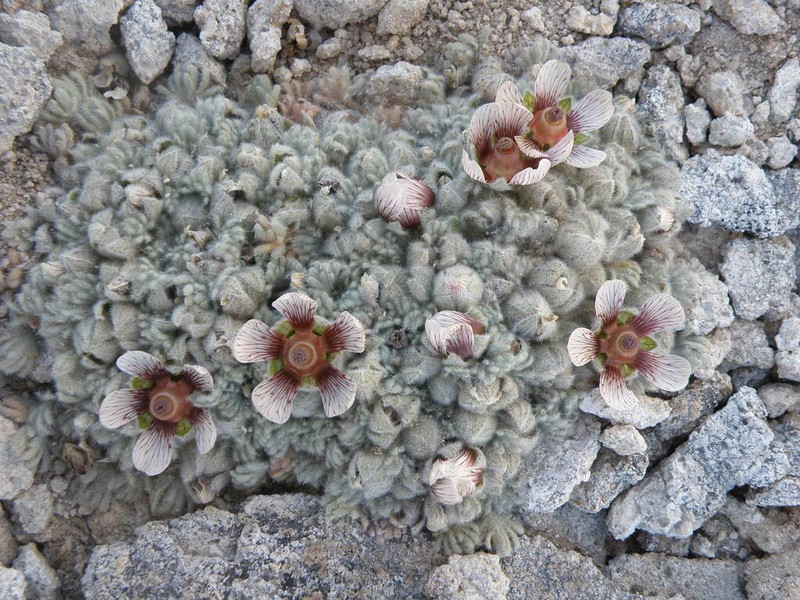 Nototriche carabayensis photo 4