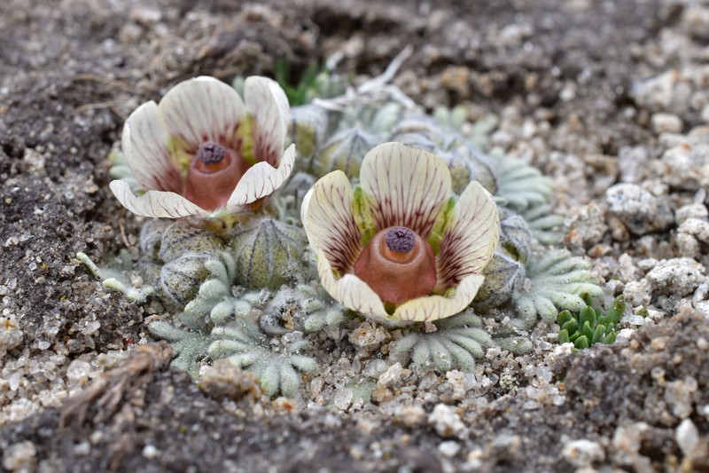 Nototriche carabayensis photo 5