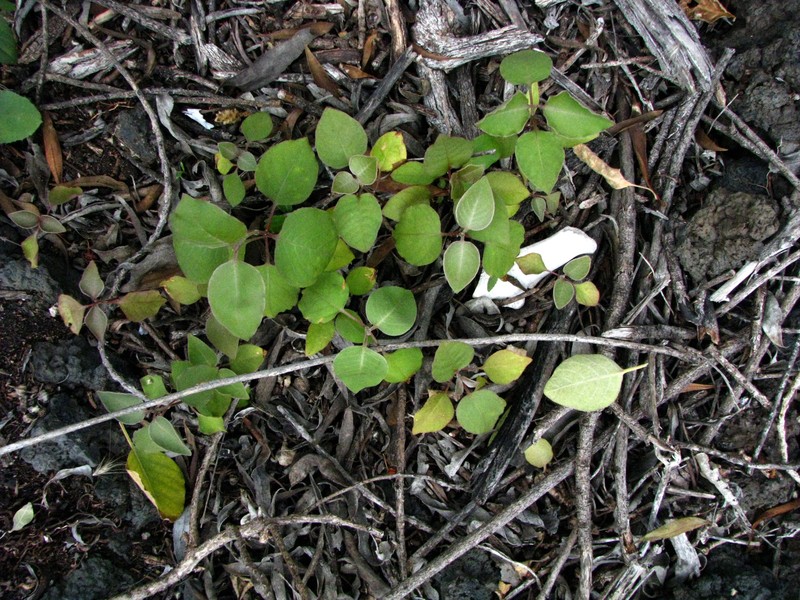 Hawai'I Rockwort