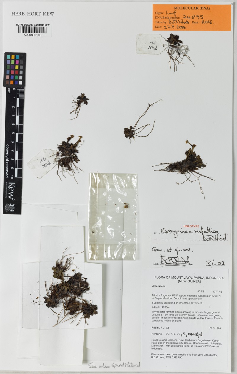 Novaguinea rudalliae