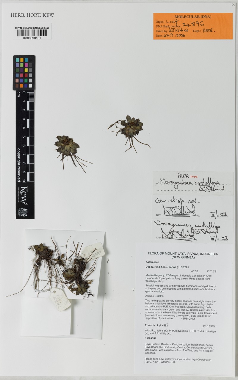 Novaguinea rudalliae photo 2