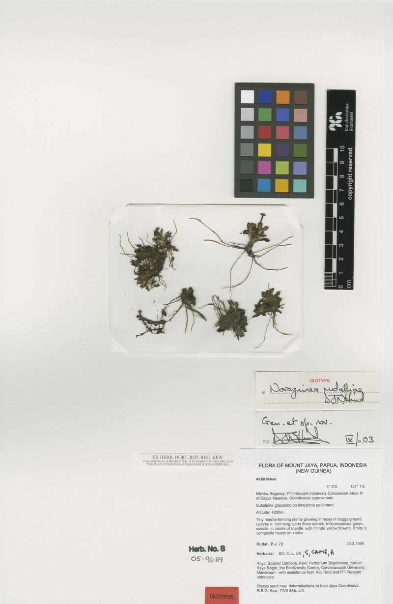 Novaguinea rudalliae photo 3