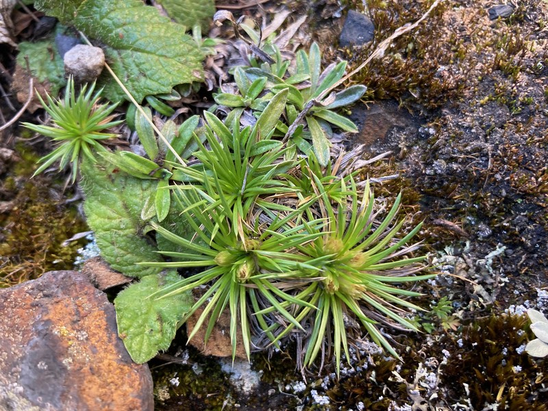 Novenia tunariensis