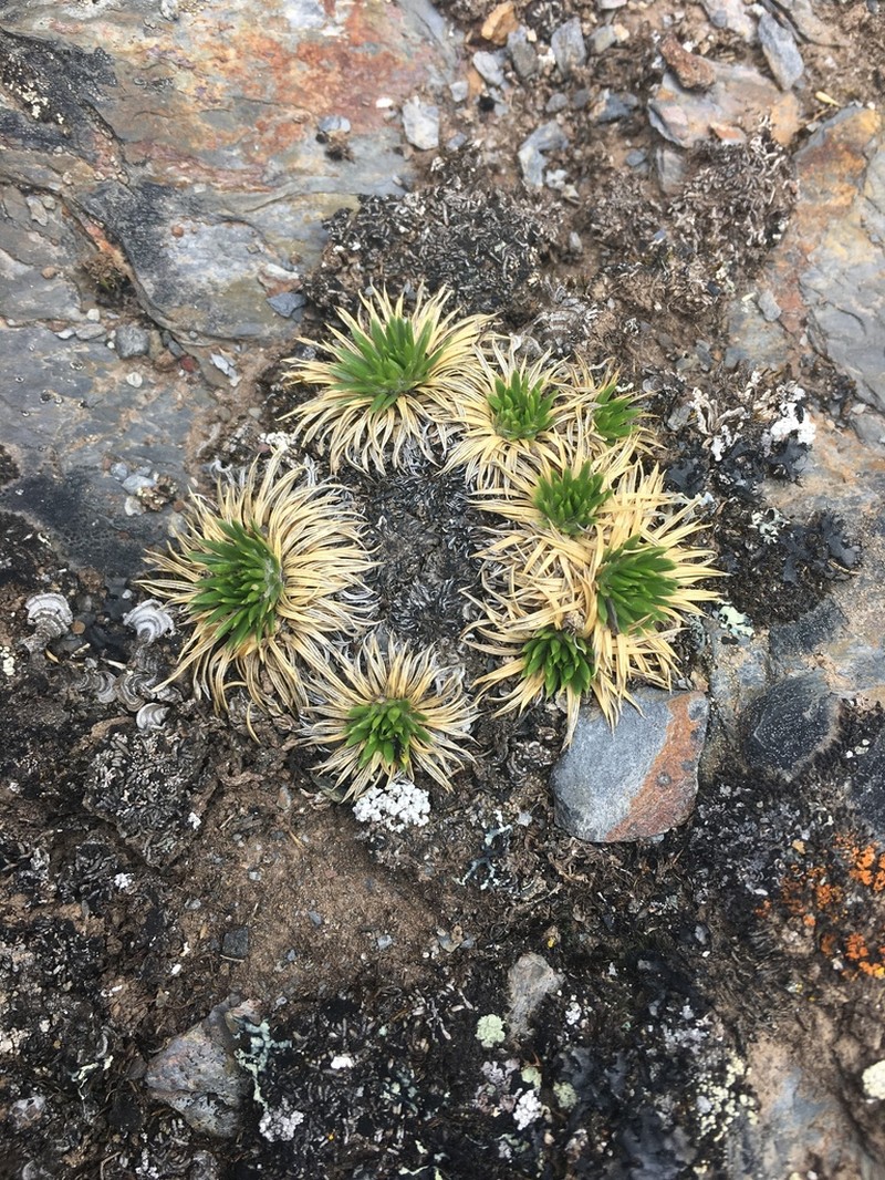 Novenia tunariensis photo 2