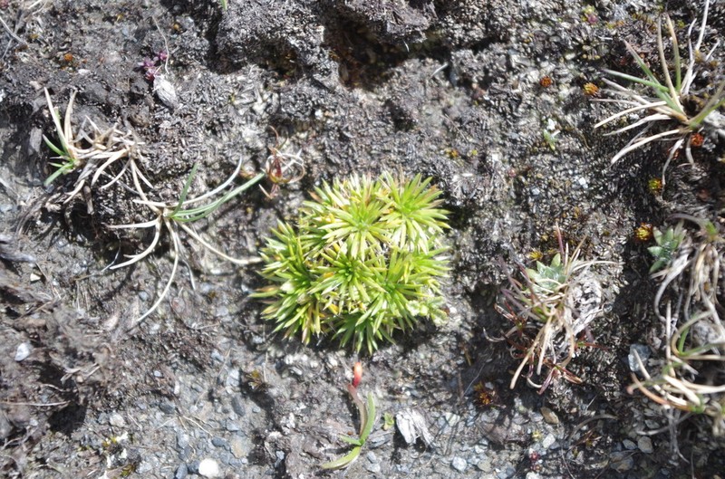 Novenia tunariensis photo 3
