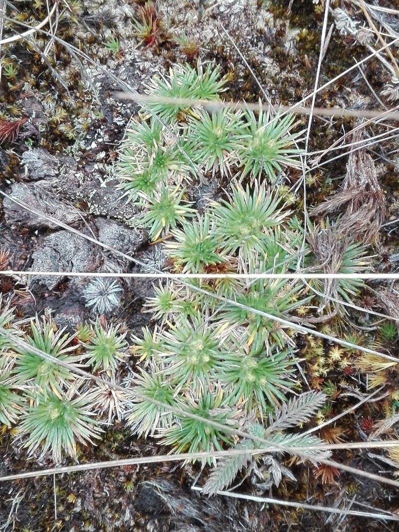 Novenia tunariensis photo 4