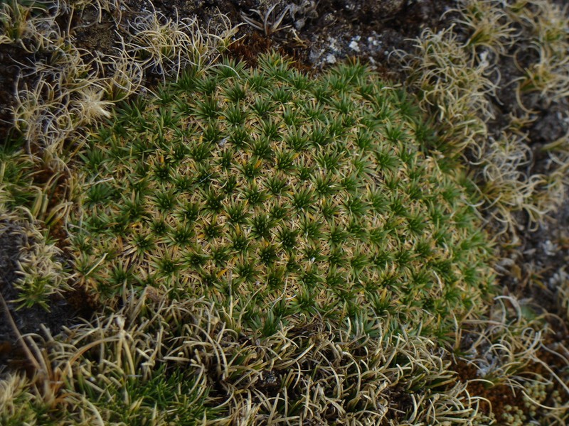 Novenia tunariensis photo 5