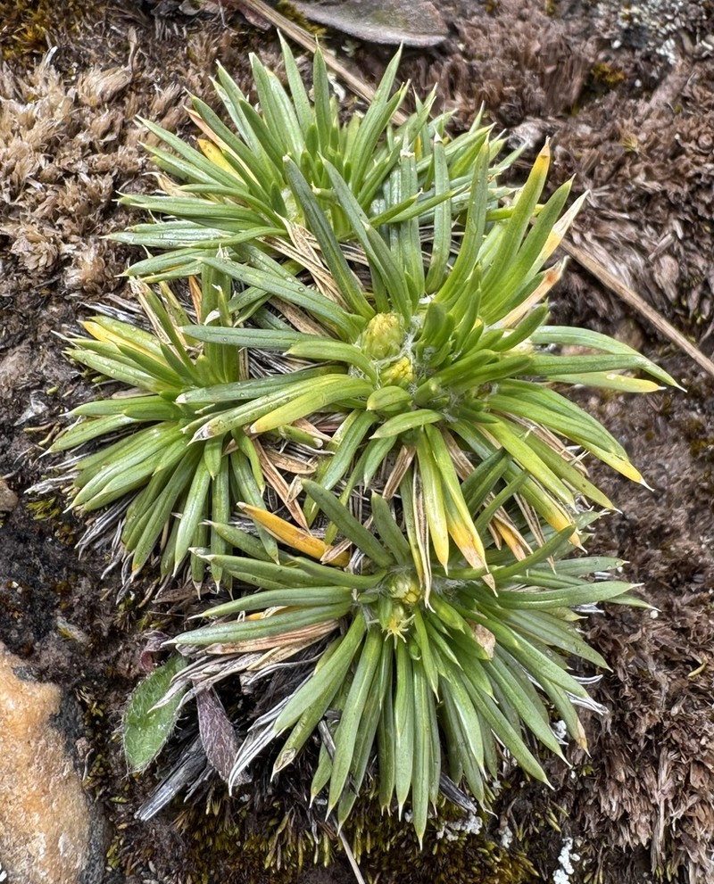 Novenia tunariensis photo 6