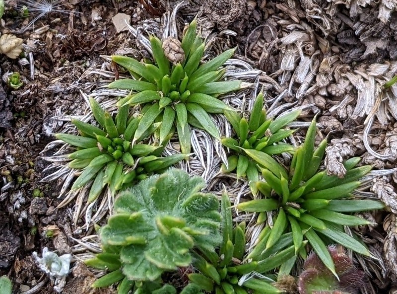 Novenia tunariensis photo 7