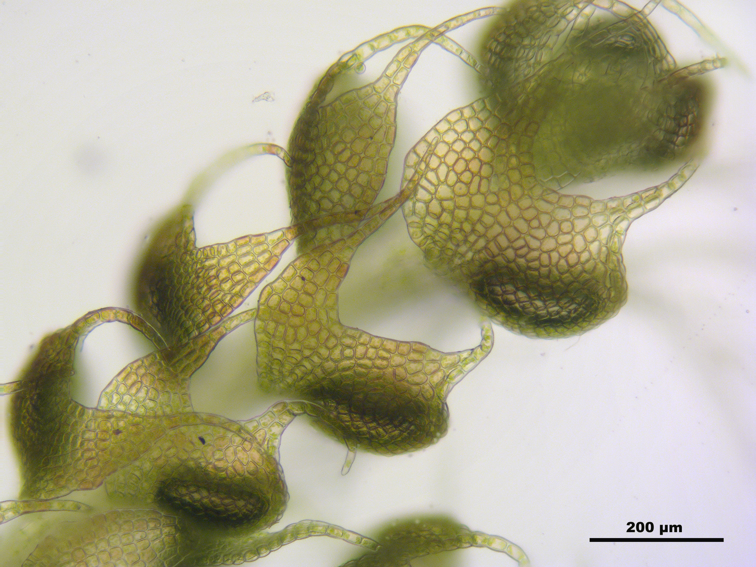 Nowellia curvifolia photo 5