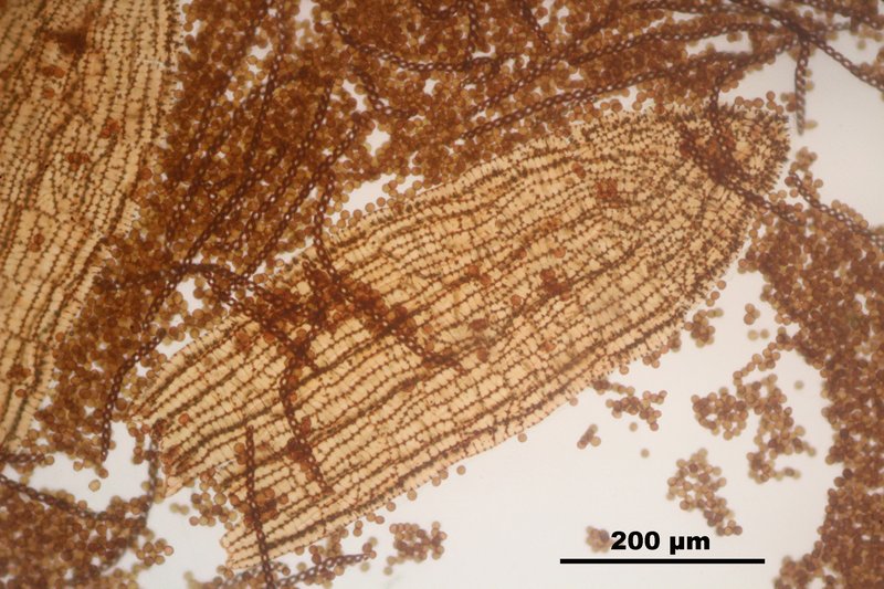 Nowellia curvifolia photo 6