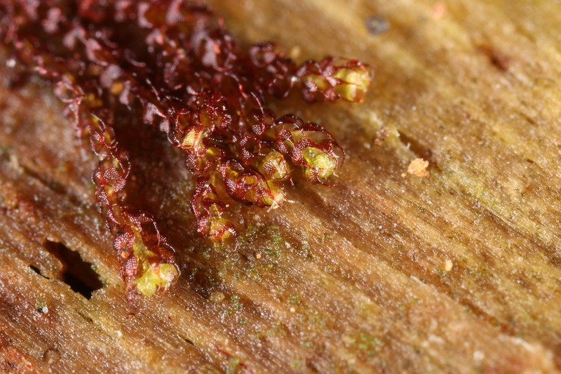 Nowellia curvifolia photo 6