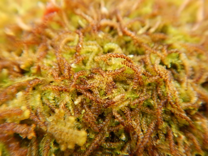 Nowellia curvifolia photo 7