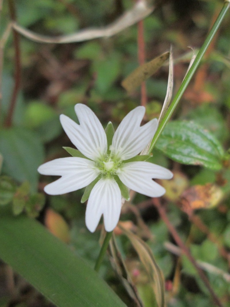 Nubelaria arisanensis